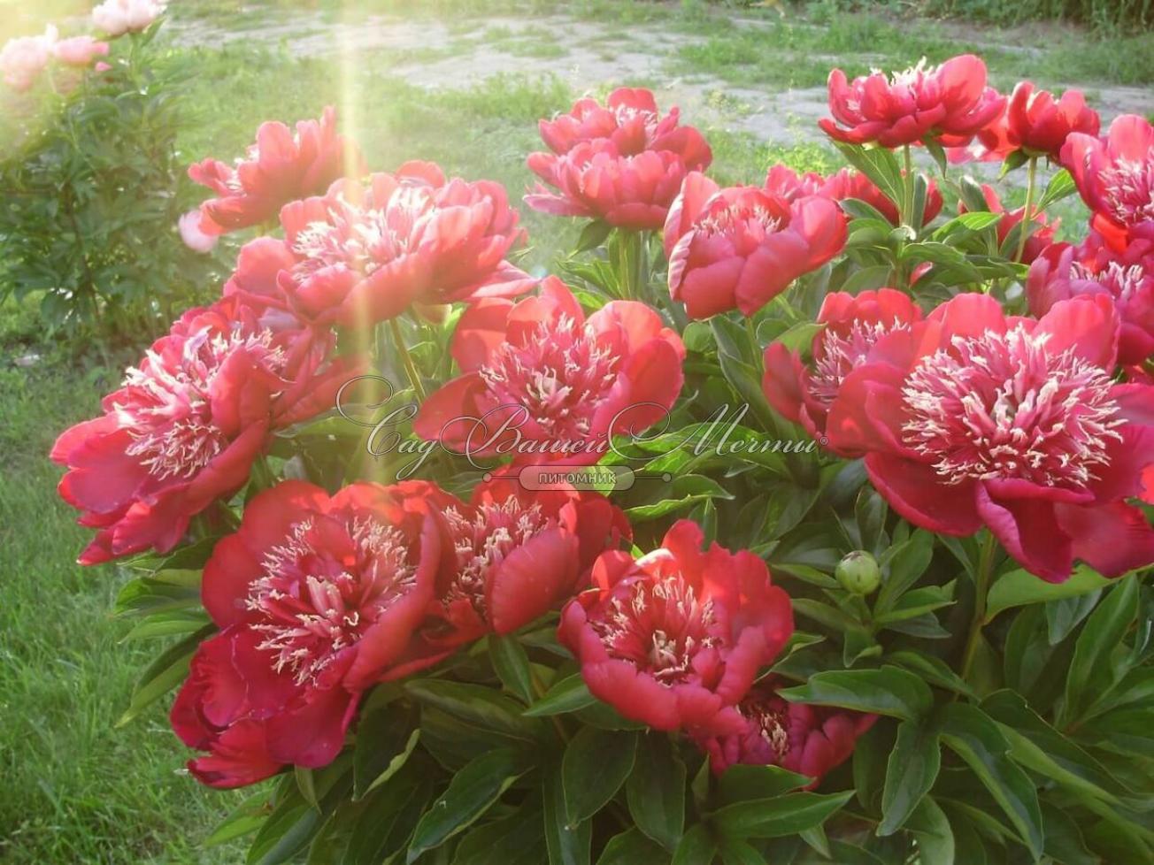 Пионы Акрон 5