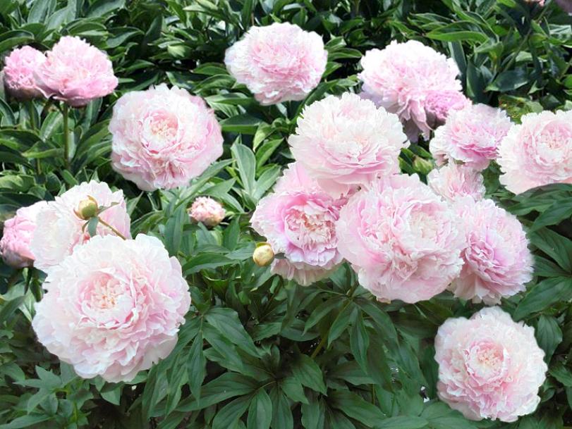 Пионы Альберт Круз 4