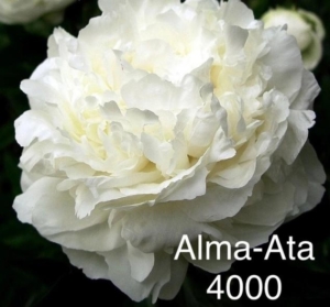 Пионы Алма-Ата