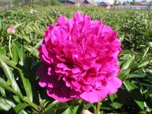 Пионы Амабилис