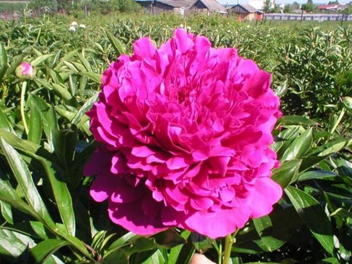 Пионы Амабилис