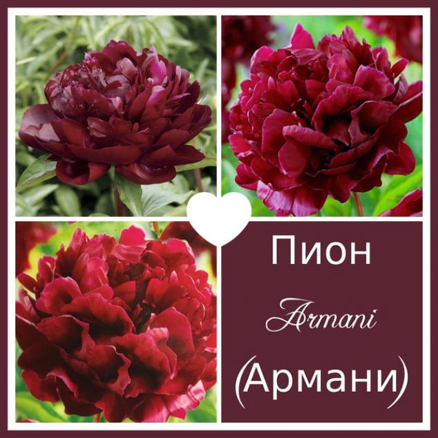 Пионы Армани 2