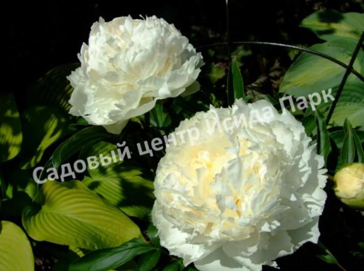 Пионы Бразер Чак 5