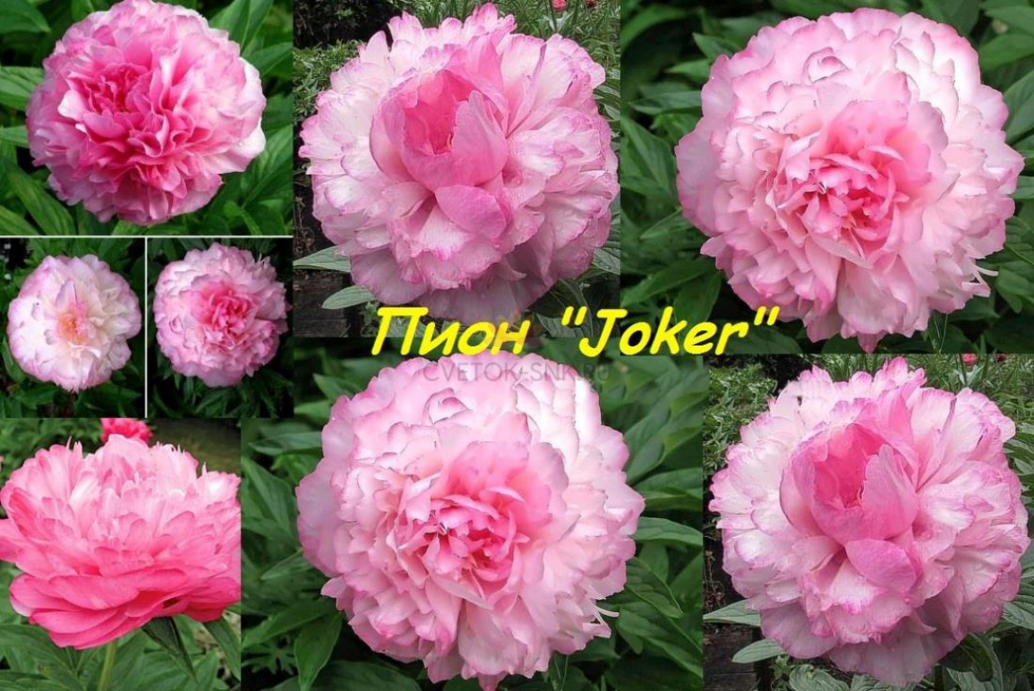 Пионы Джокер 2