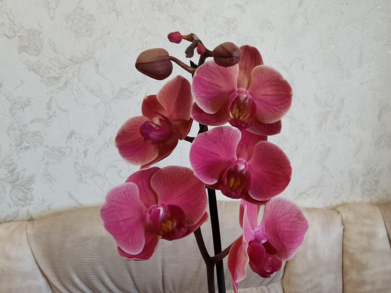 Пионы Элиза Ланди 6