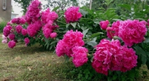 Пионы Феликс Краусс