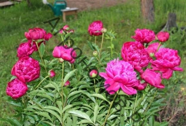 Пионы Феликс Краусс 6