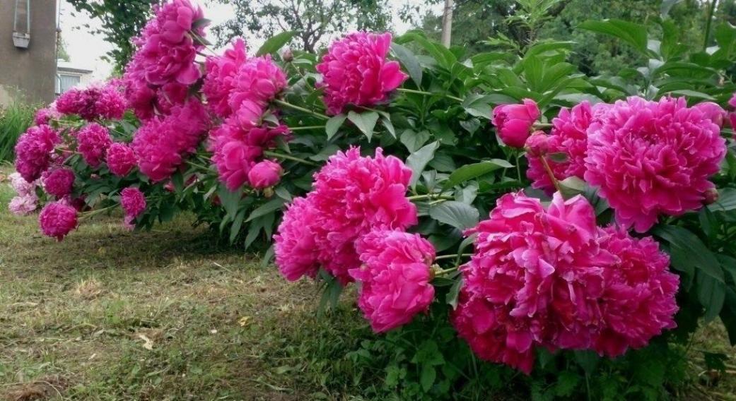 Пионы Феликс Краусс