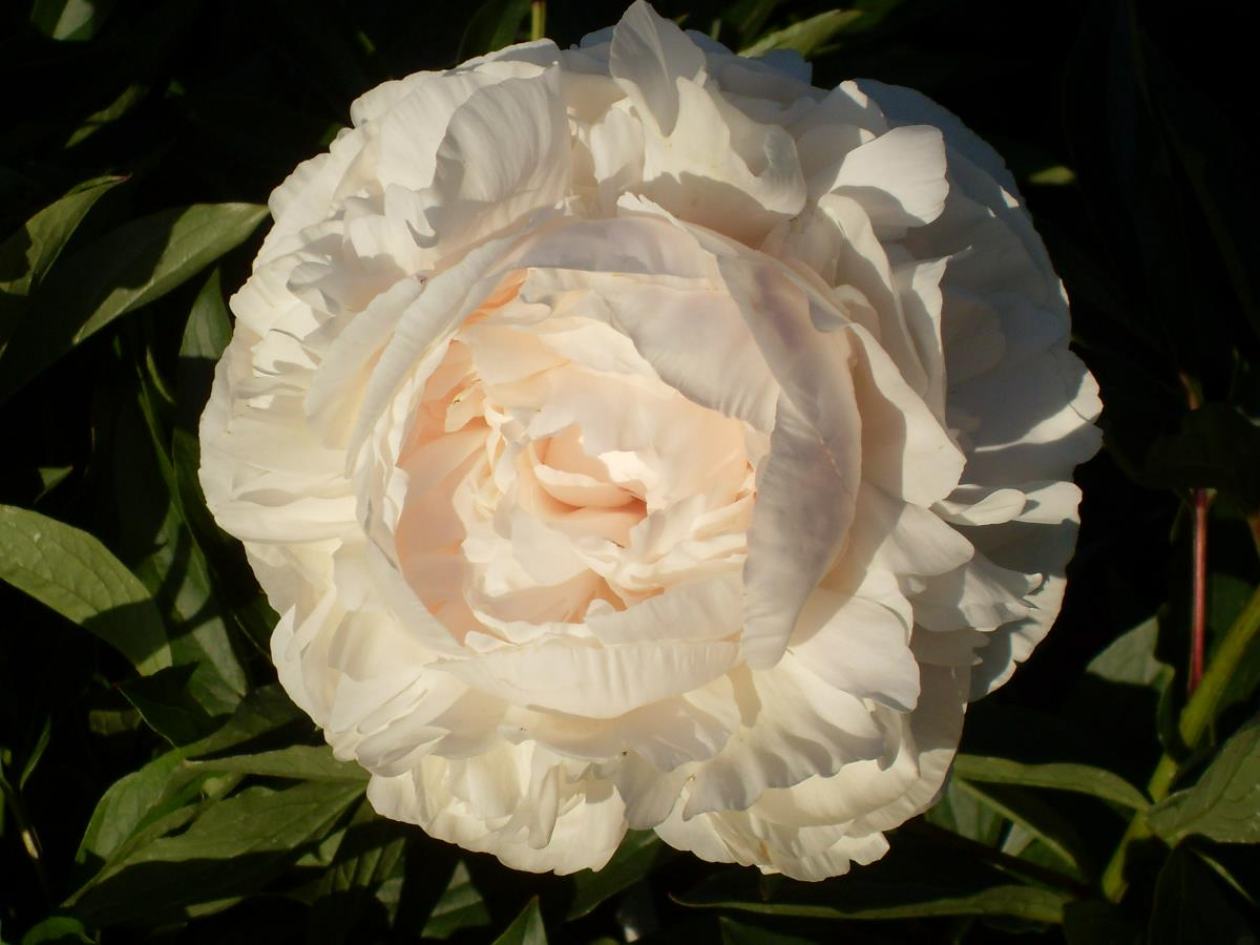 Пионы Флоренс Бонд 3
