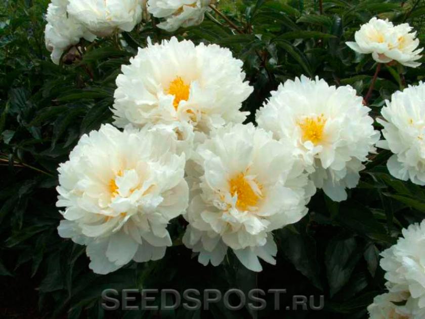Пионы Гардения 3