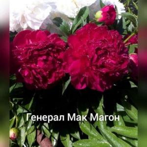 Пионы Генерал Мак Магон