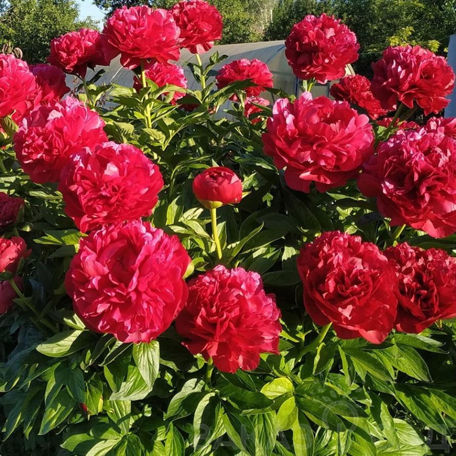 Пионы Генри Бокстос 4