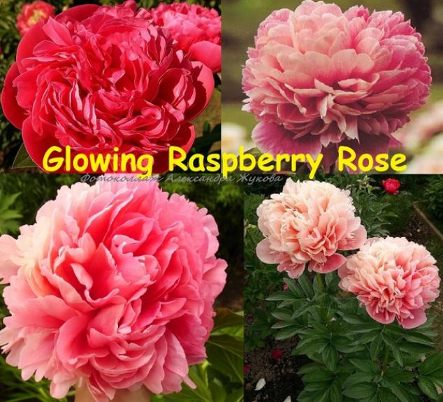 Пионы Глоуинг Распберри Роуз (Glowing Raspberry Rose) 2