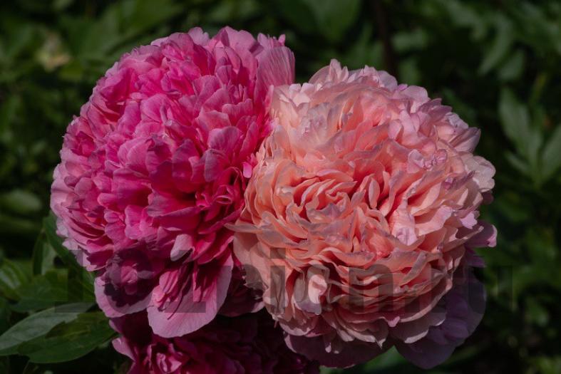 Пионы Глоуинг Распберри Роуз (Glowing Raspberry Rose) 3