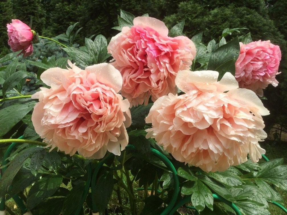 Пионы Глоуинг Распберри Роуз (Glowing Raspberry Rose) 5