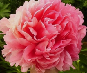 Пионы Глоуинг Распберри Роуз (Glowing Raspberry Rose)