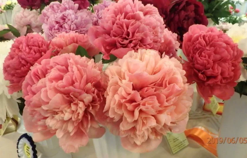 Пионы Глоуинг Распберри Роуз (Glowing Raspberry Rose) 4