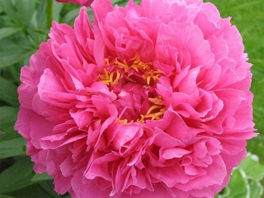 Пионы Гуди 3
