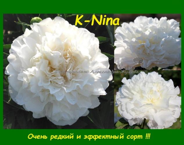 Пионы К- Нина 2