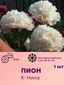 Пионы К- Нина