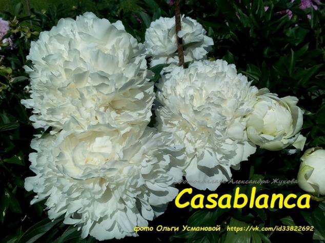 Пионы Касабланка 3