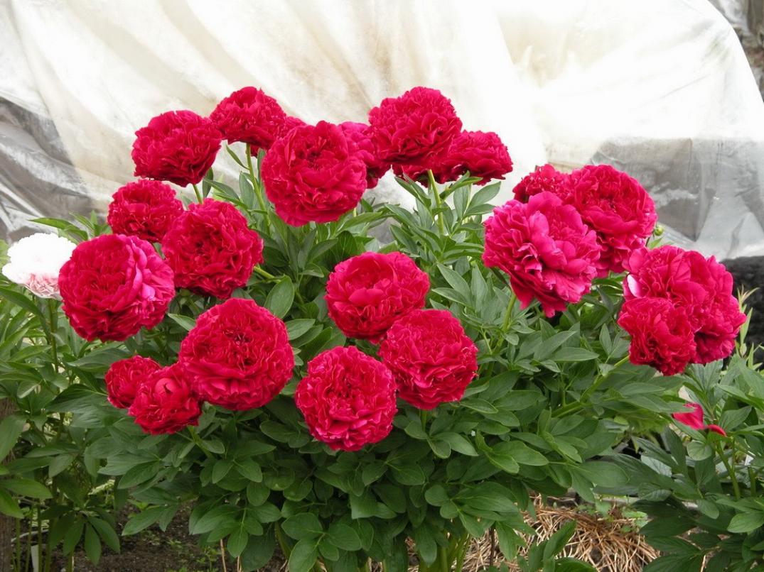 Пионы Кэрол 6