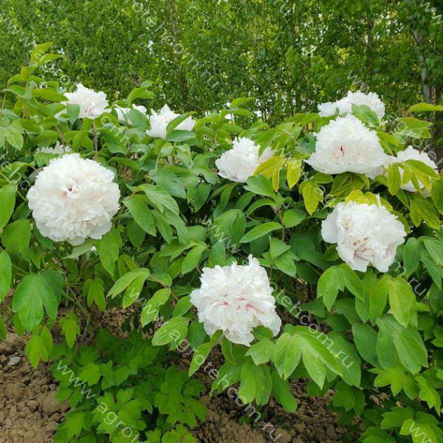 Пионы Корона из Бисера 5