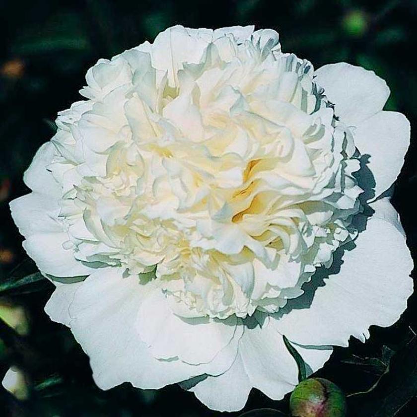 Пионы Ланкастер Имп 3