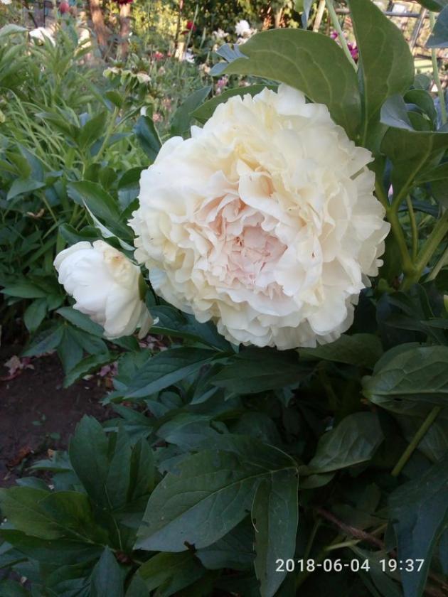 Пионы Лариса Скакодуб 5