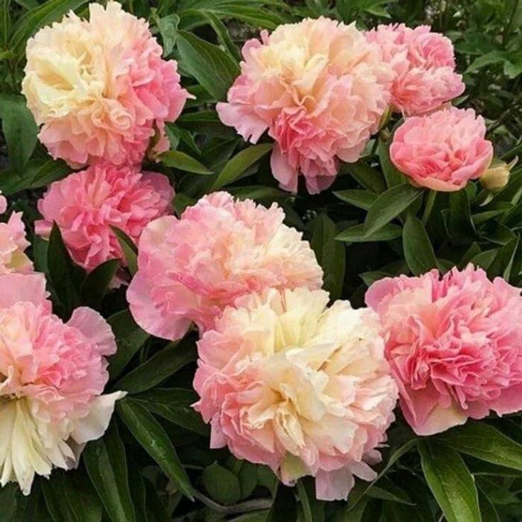 Пионы Лоис Чойс 5