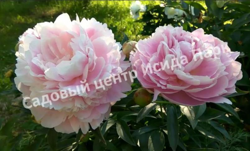 Пионы Миссис Франклин Д. Рузвельт 3