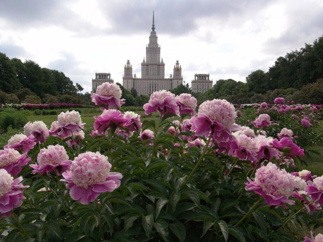 Пионы Москва 3