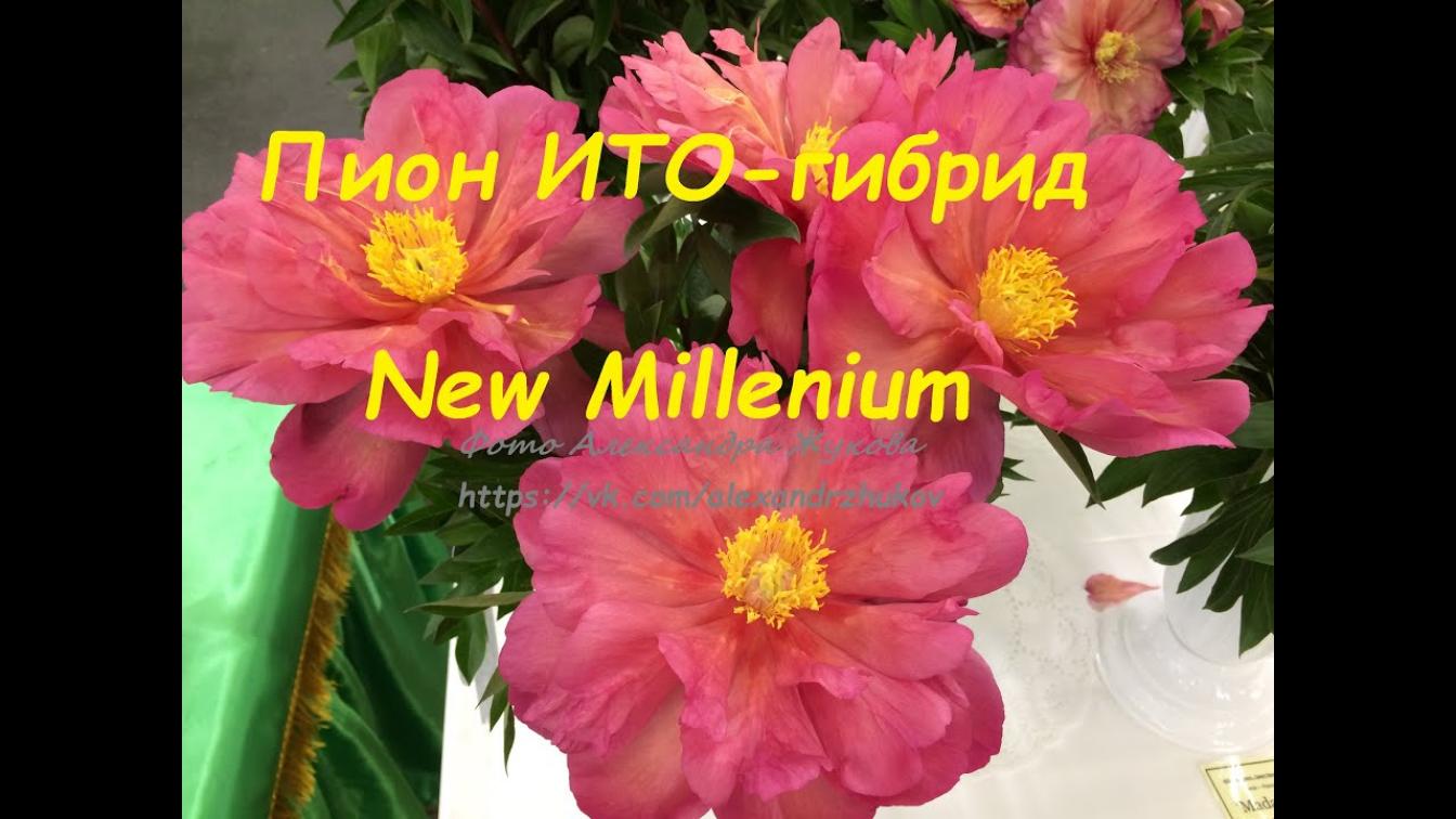 Пионы Нью Милениум 2