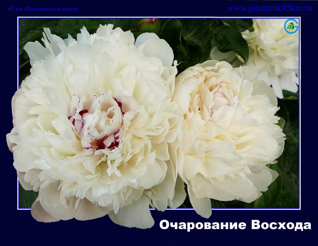 Пионы Очарование Восхода 2
