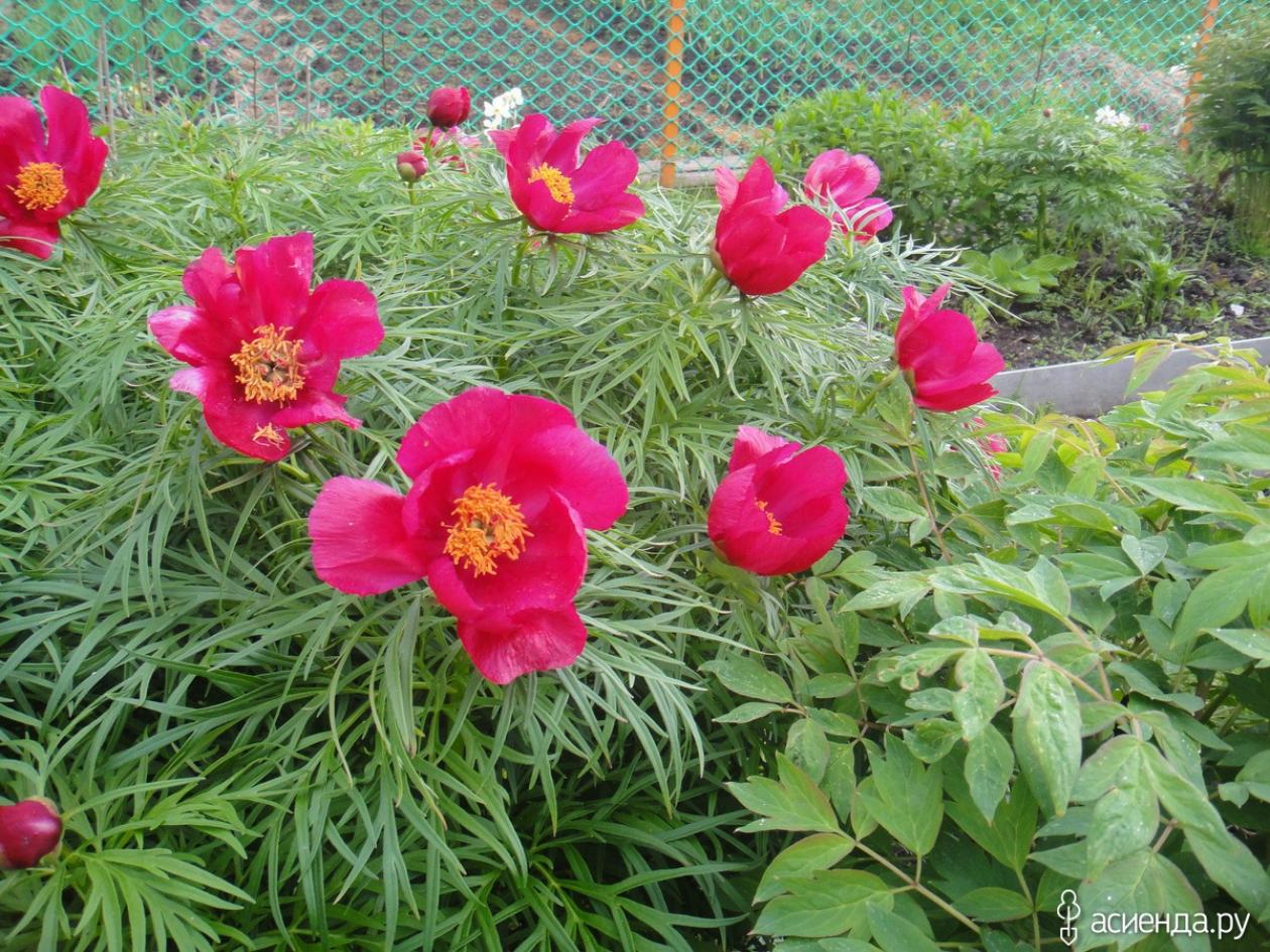 Пионы Орленок 7