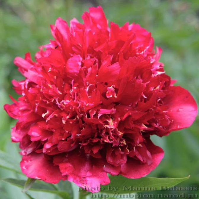 Пионы Ред Денди 3