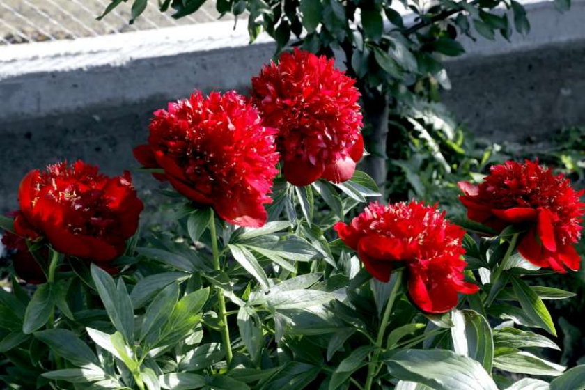 Пионы Ред Денди 5