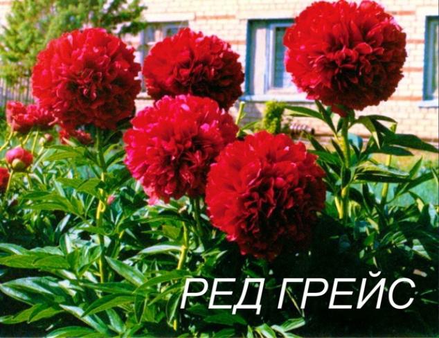 Пионы Ред Грейс 5