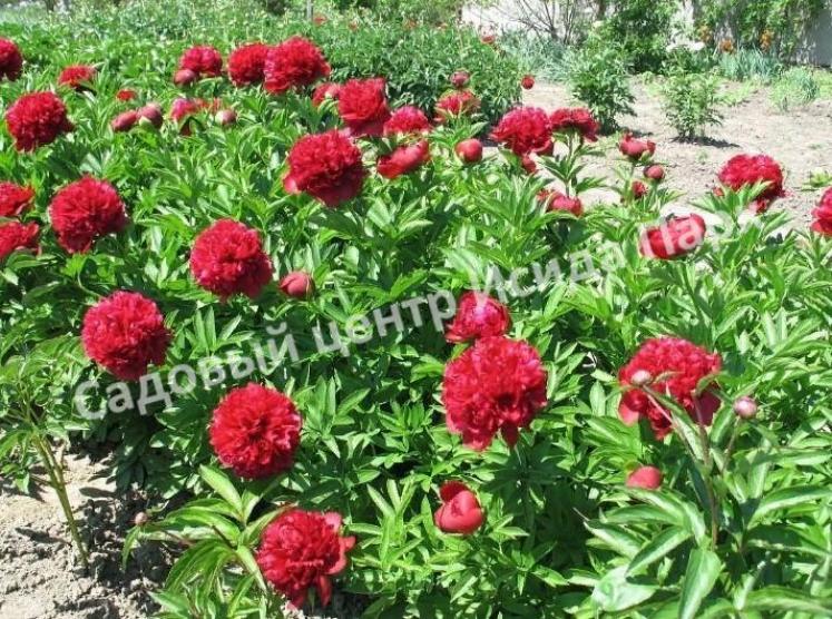 Пионы Ред Спайдер 5
