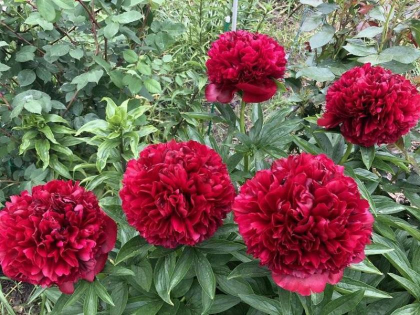 Пионы Ред Суприм 5
