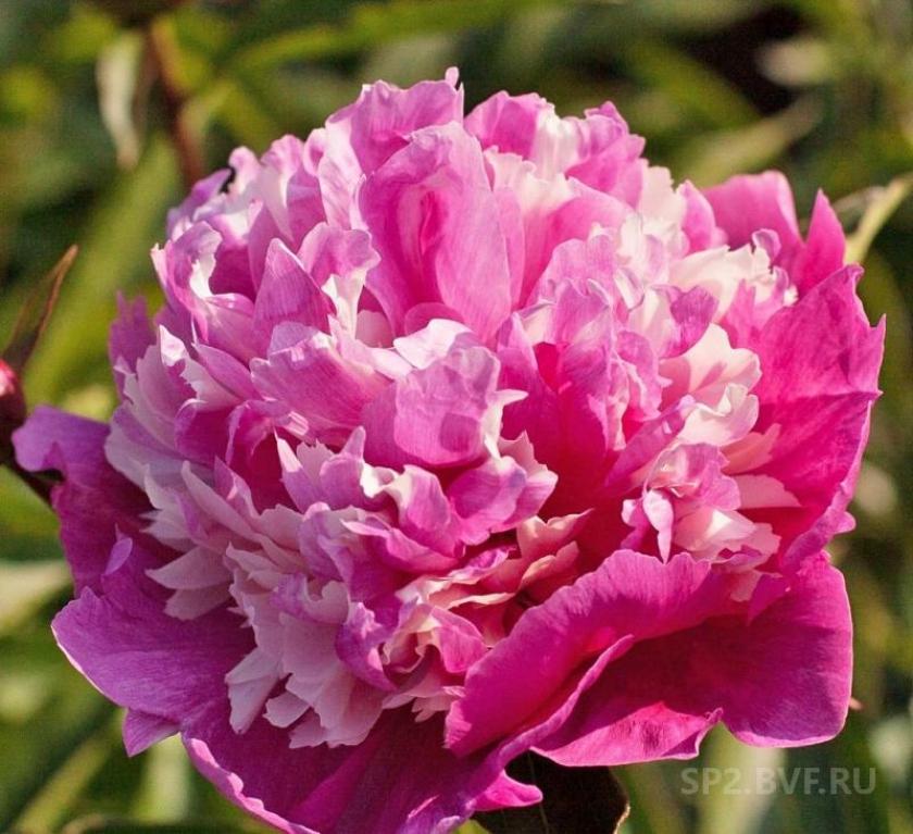 Пионы Селебрити 6