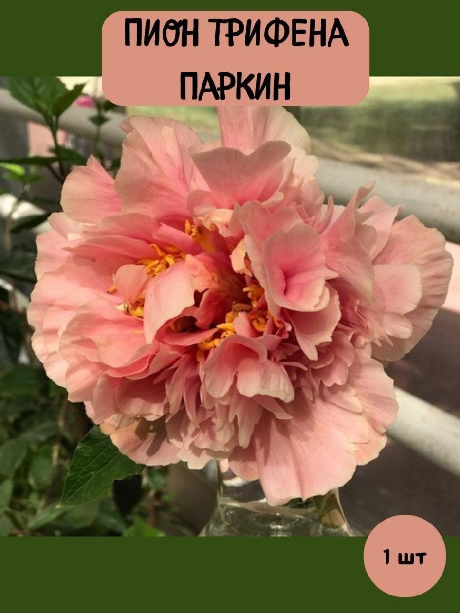 Пионы Трифена Паркин 2