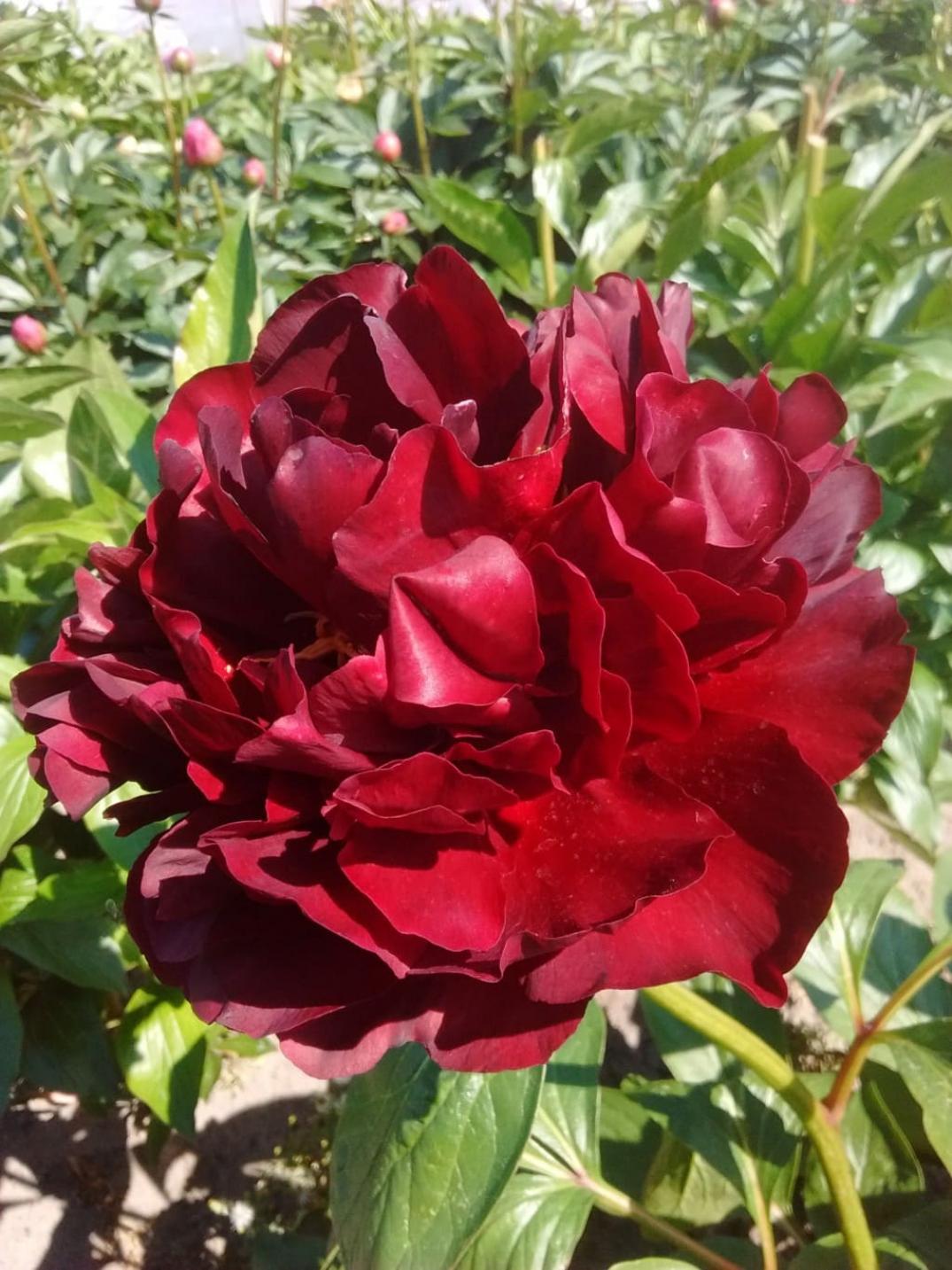 Пионы Валькирия 3