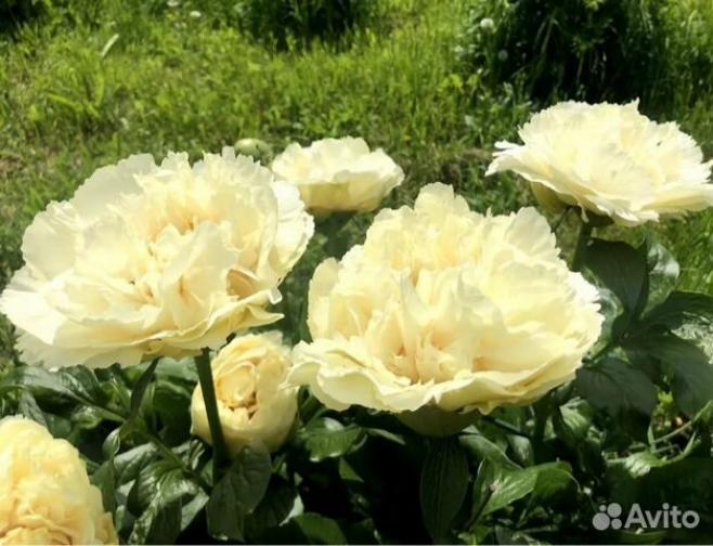 Пионы Ванилла Шнапс 3