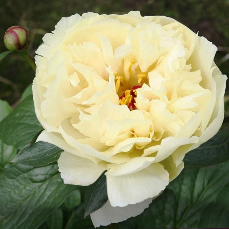 Пионы Ванилла Шнапс 4