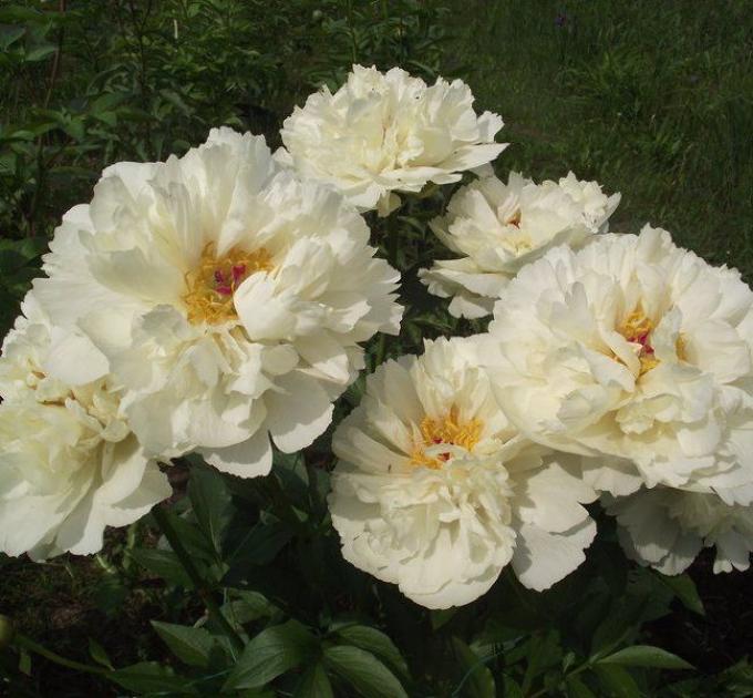 Пионы Ванилла Шнапс 5