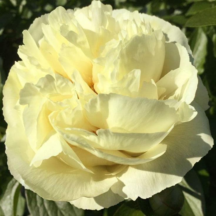 Пионы Ванилла Шнапс