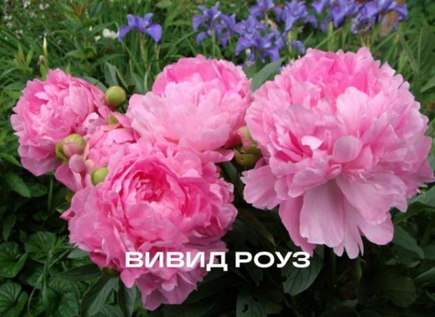 Пионы Вивид Роуз 2