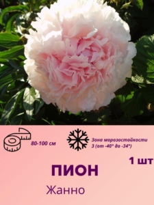 Пионы Жанно (Jeannot)