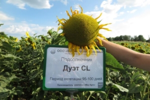 Подсолнечник Дуэт СЛ